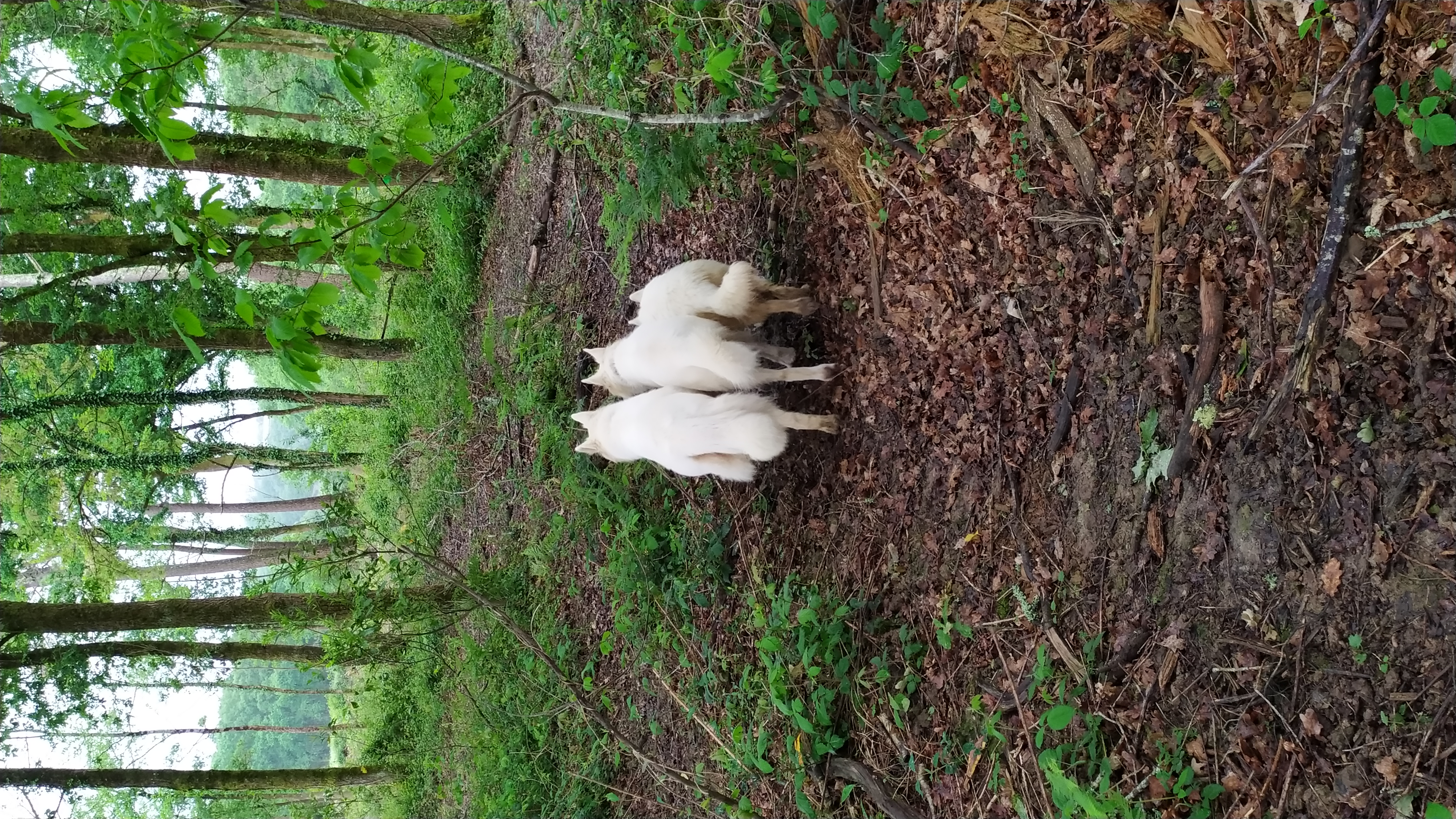 Tokyo, Opale et Véga